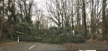 Die Folgen des Sturmtiefs "Friederike": Entwurzelte Bäume auf dem Weg zur Düsseldorfer Rennbahn.