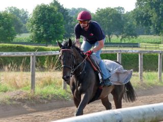 Wird stets vor dem Reiten longiert: Lavia, die 2013 zur Listensiegerin avancierte. Foto: Karina Strübbe