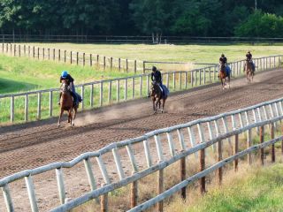 Ein Zweijährigen-Lot von Ferdinand Leve beim Training in Warendorf. Foto: Karina Strübbe