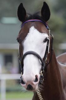 Bocca Bianca - ein Angebot des Gestüts Westerberg ging für €40.000 an Vidal Sylvain. Foto: Stephanie Gruttmann