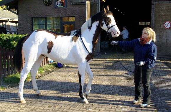 Bunt gefleckt präsentiert sich Silvery Moon hier vor dem Hofer-Rennstall in Krefeld. www.dequia.de