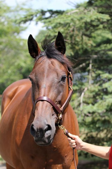 Die Acatenango-Tochter Dalicia in der Shadai Farm: Gruppesiegerin und Mutter des Kentucky Derby-Siegers Animal Kingdom 2011. Foto: Claudia von der Recke