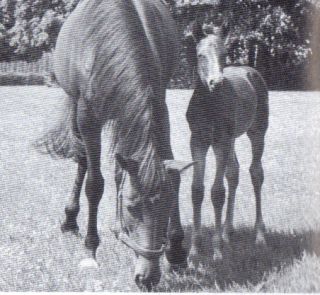 Derbysiegerin Asterblüte auf den Schlenderhaner Koppeln mit ihrem Fohlen Alameda v. Magnat. Foto Archiv