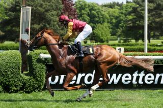 17 - Promise of Peace: Die zweite Chance in den Farben von Qatar Racing, siegte mit Jozef Bojko in Krefeld, wurde beim hannoverschen Derby-Trial jedoch durch einen Sturz stark beeinträchtigt. Tritt als Pacemaker für seinen Stallgefährten Warring States an. Foto: Dr. Jens Fuchs