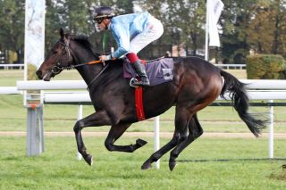 04 - Northsea Star: Der Wittekindshofer gewinnt sein Maidenrennen unter Martin Seidl, sammelte die Big Points als Dritter des Union-Rennens und könnte im Derby genau die Bedingungen vorfinden, die ihm entgegenkommen - schnelles Tempo, weiches Geläuf. www.galoppfoto.de - Sandra Scherning