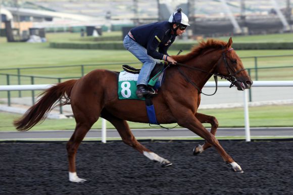 Empoli mit jockey Adrie de Vries bei der Trainingsarbeit.. www.galoppfoto.de - Frank Sorge