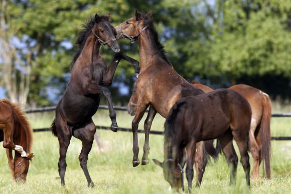 Wer ist der Stärkste?: Hengstfohlen klären das auf der Weide miteinander. www.galoppfoto.de - Frank Sorge