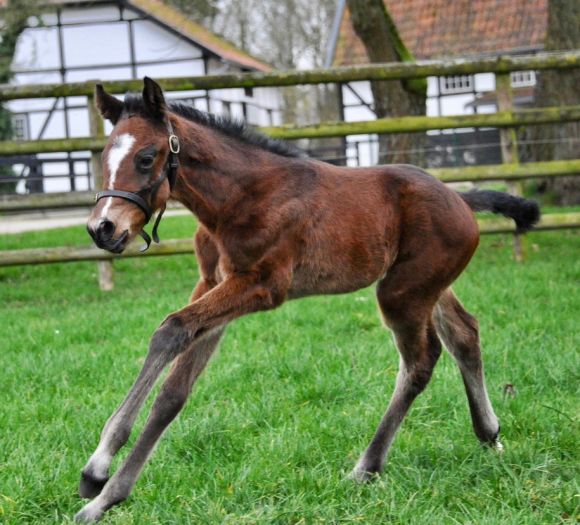 Naturtalent: Wie ein richtiges Rennpferd präsentiert sich hier Giuliana, eine Muhaarar- Tochter der Golden Whip, die stolzen Züchter sind Graf u. Gräfin Stauffenberg - Foto: privat