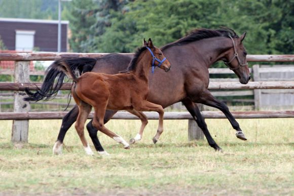 Glorissima mit Fohlen Gershwin im Galopp auf der Koppel im Gestüt Harzburg. www.galoppfoto.de - Frank Sorge