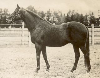 Als Deckhengst in seiner Zuchtstätte Graditz. Foto: Archiv Graage