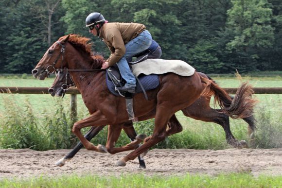 Einer der dreijährigen Hoffnungsträger im Stall von Trainer Andreas Wöhler: Stellato mit Rastislav Juracek bei der Morgenarbeit. Seine Mutter Sky Dancing ist in diesem Jahr zu Redoute&amp;#039;s Choice gebucht. www.galoppfoto.de - Sabine Brose