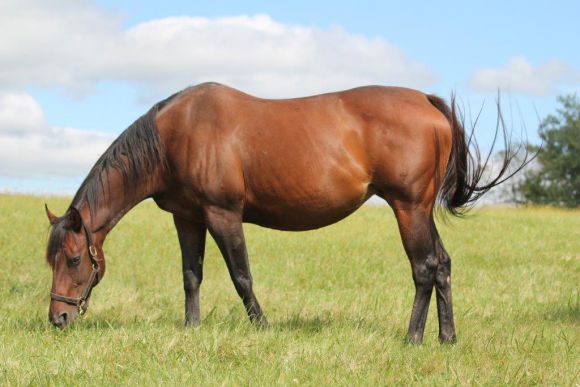 Die Reise nach Japan zu Novellist ist geplant: Protectionists Mutter Patineuse in Stonereath Stud. Foto (Archiv): Claudia von der Recke