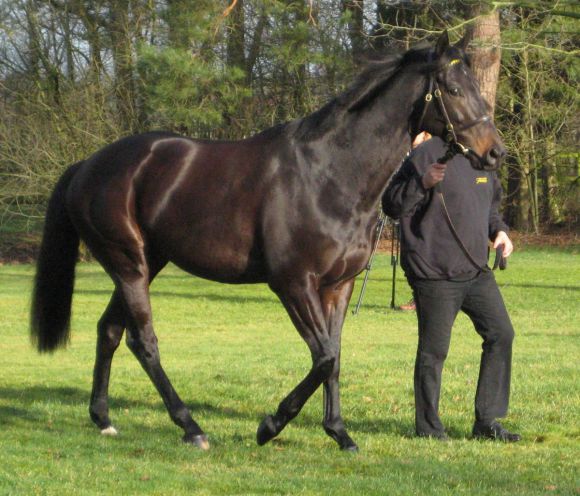 Maxios präsentiert sich beim Züchtertreff im Gestüt Fährhof. Foto: Kathrin Duschmann