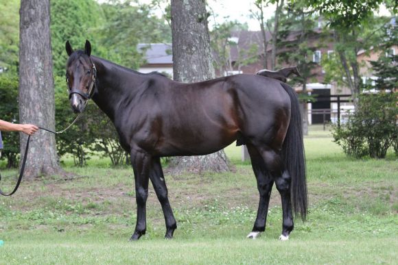 Hat 125 Stuten in seiner ersten Saison in der Shadai Stallion Station gedeckt: Der Monsun-Sohn Novellist. Foto: Claudia von der Recke