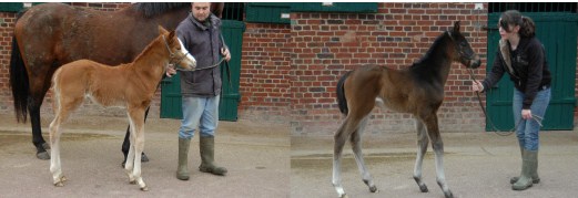 Züchter Rupert Plersch hat uns die Fotos dieser beiden Fohlen geschickt, die in der vergangenen Woche im Haras de Bonneval in Frankreich zu Welt gekommen sind: Links ein Fuchshengst v. Linngari a. d. Analfabeta, rechts ein braunes Stutfohlen v. Desert Prince a. d. Sascilaria .