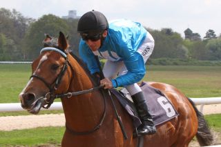 14 - Rosenpurpur: Die 2. Farbe des Gestüt Wittekindshof konnte ein Sieglosen-Rennen in Bremen gewinnen und landete im Hannoverschen Derby-Trial mit Adrie de Vries noch auf dem Treppchen. www.galoppfoto.de - Frank Sorge