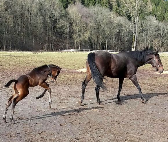 Yihaa: Ziemlich wohl in seiner Haut fühlt sich hier anscheinend ein kleiner Amaron-Hengst in der Frühlingssonne. Die Mutter ist die Lando-Stute Santa Ponsa, Züchter der Stall Brückwiese - Foto: privat