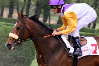 Kali gewann für Helmut von Finck die klassischen German 1000 Guineas, ist mittlerweile nach Japan verkauft Foto Sandra Scherning