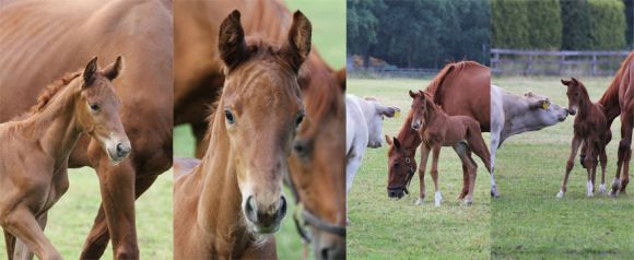 Waldparks kleiner Bruder von Desert Prince - geboren 9 Tage vor dem Derbysieg - aus der Wurftaube im Gestüt Ravensberg. www.rennstall-woehler