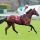 Canticum mit Gregrory Benoist beim Aufgalopp in Longchamp. www.galoppfoto.de - John James Clark