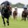 Caravaggio siegt in Royal Ascot. www.galoppfoto.de - Frank Sorge