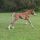 Das erste Fohlen aus der Belle Dream ( Indian Haven) von Air Chief Marshal, geboren in Frankreich im Haras D'Emyl. Foto :privat