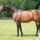 Hernando im Lanwades Stud. Foto: Lanwades Stud