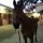 Erster Sieger für das Hofer-Quartier in Cagnes-sur-mer: Oromo vor seiner Box auf dem Hippodrome de la Côte d'Azur. Foto: Nicol Oelerking