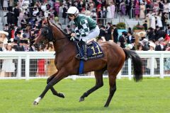 Real Appeal 2019 in Royal Ascot. www.galoppfoto.de