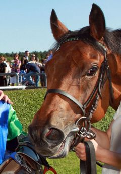 Alter König für Torsten Mundry dreimaliger Sieger - zweimal als Jockey, ein Sieg 2009 als Trainer im Agl. II  in Düsseldorf.www.galoppfoto.de.JPG