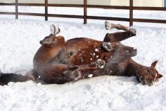 Kalatos wälzt sich im Schnee. www.galoppfoto.de - Frank Sorge