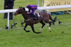 Sieger in den Ascot Stakes 2012: Simenon mit Ryan Moore.  Foto: www.galoppfoto.de - Frank Sorge