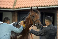 Charming Thought genießt die Aufmerksamkeit nach seinem Gr. I-Sieg in Newmarket. Foto: www.galoppfoto.de - Jim Clark/Sorge