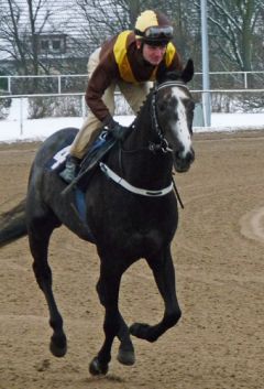 Randwick beim Aufgalopp am 24.02.2013 in Dortmund. Karina Strübbe