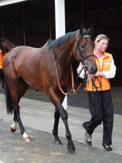 Salon Soldier vor seinem Start im Deutschen Derby - Karina Strübbe