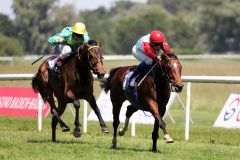 Starker Auftritt m Derby Trial: Hinter dem Überraschungssieger Accon landete Gestüt Bonas Skyful Sea unter Championjockey Andrasch Starke gegen sechs weitere Hengste auf dem 2. Platz. Foto: Dr. Jens Fuchs Starker Auftritt m Derby Trial: Hinter dem Überraschungssieger Accon landete Gestüt Bonas Skyful Sea unter Championjockey Andrasch Starke gegen sechs weitere Hengste auf dem 2. Platz. Foto: Dr. Jens Fuchs