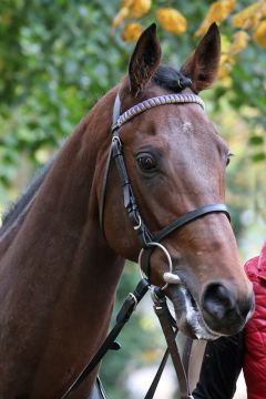 Aidensfield im Portrait 2020 in Hoppegarten ©galoppfoto - Sabine Brose