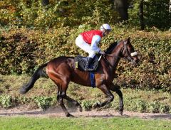 Ajalo mit Stephen Hellyn beim Aufgalopp zum Ratibor-Rennen. Foto: Dr. Jens Fuchs