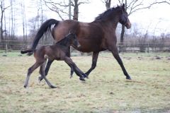 Zandra mit ihrem wenige Stunden alten Stutfohlen von Kallisto im Februar 2013. Foto: privat