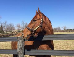 Kentucky Derby-Sieger Animal Kingdom hält in der Jonabell Farm Ausschau nach den Pferdedamen. Foto courtesy of Darley