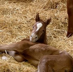 Archie, Hengstfohlen 2020 v. Lord of England - Anna Mia v. Monsun - Foto: privat