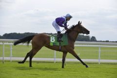 Arabian Queen (Nummer 8) unter Silvestre de Sousa beim Aufgalopp zu den Juddmonte International - Gruppe I in York. Foto: John James Clark