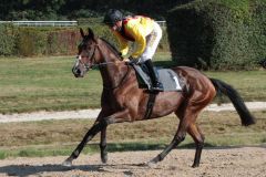 Aufgalopp von Auenquelles Arazza (Filip Minarik) vor dem Winterkönigin–Trial. www.galoppfoto.de - Sandra Scherning IMG_6627