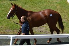 Avancierte zur Topsellerin Lot 37 von Siyouni wurde für 65.000 Euro an Oceanic Bloodstock verkauft. Foto: Osarus