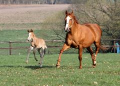 A La Criee mit ihrem am 27.03.2014 geborenen Sohn Avarengo v. Toylsome. Foto Hof Castanea