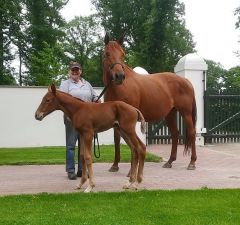 Stutfohlen 2020 v. Sea The Stars - Bay of Islands v. Dubawi - Foto: privat