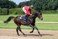 Bora Rock mit Vinzenz Schiergen beim Aufgalopp zum Union-Rennen, n dem er 7. wurde. Foto: Dr. Jens Fuchs