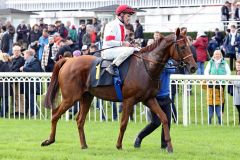 Die Sieger im Silbernen Pferd: Lordano und Andrasch Starke. www.galoppfoto.de - Sabine Brose