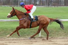 Cabot Cliffs gewinnt mit Antonia von der Recke am Silvesterrenntag in Dortmund. ©galoppfoto - Stephanie Gruttmann