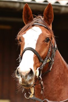 Candy Sweet November 2018  Foto: www.rennstall-woehler.de